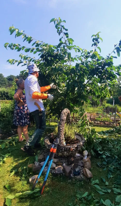 Obstbaumschnitt